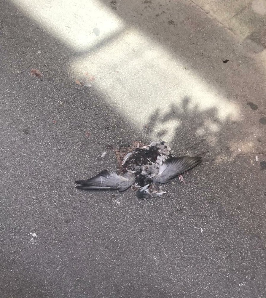 Rate This Pidgeon (@ratethispidgeon) on Twitter photo <a href="/AdaColau/">Ada Colau 💜🌈🔻</a>: "S'hauria de pactar amb Valls per fer un front no independentista"
Votants de <a href="/bcnencomu/">Barcelona En Comú</a>: <a href="/AdaColau/">Ada Colau 💜🌈🔻</a>: "S'hauria de pactar amb Valls per fer un front no independentista"
Votants de <a href="/bcnencomu/">Barcelona En Comú</a>: