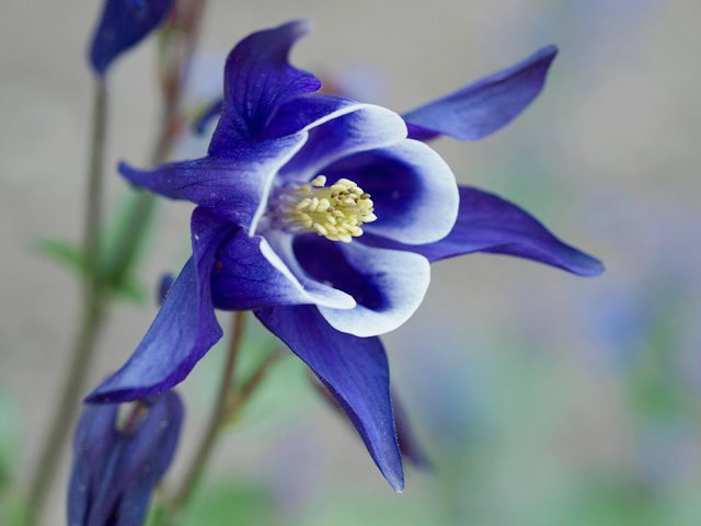 希望の花言葉 A Twitter 紫オダマキ 花言葉は 勝利への決意 ヨーロッパではライオンの強いパワーは オダマキ の葉を食べているからだと信じられ 紫の花の葉をこすりつけると勇気が出るとされてきました これが紫オダマキの花言葉の由来になっています