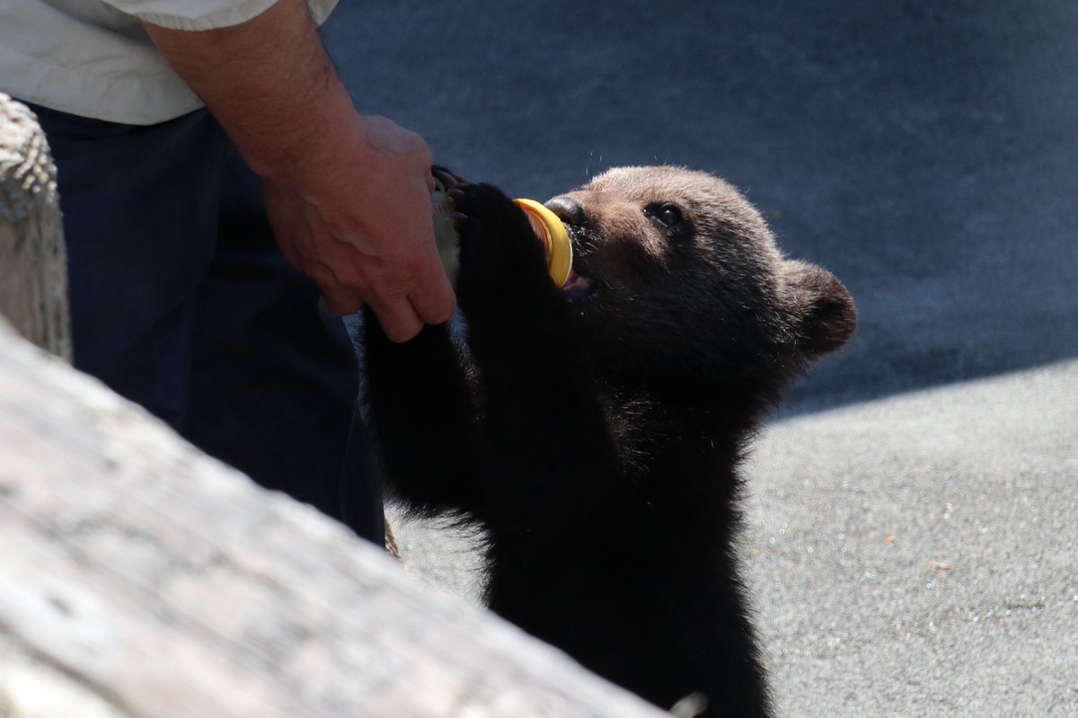 北海道の動物園 水族館 Auf Twitter 今 昭和新山熊牧場には可愛い子熊ちゃんがいます 洞爺湖から自動車で１０分程度 可愛い子熊ちゃんに会いに来て 北海道 洞爺湖 昭和新山 昭和新山熊牧場 熊牧場 熊 子熊 Bear