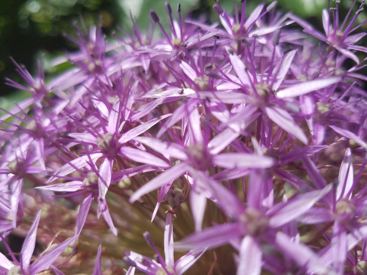 ピーコ アリウム 別名 ギガンチウム 花言葉は 無限の悲しみ 正しい主張 おやすみなさい また明日 アリウム