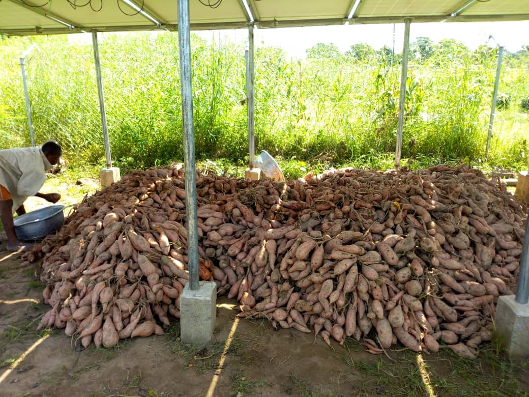 Have you added Orange Fleshed Sweet Potato to your diet? No? Then you are missing out on an excellent source of Vitamin A. @WFP in Ghana,  through partners is supporting production and consumption of this precious commodity. #NutritionsensitiveAgriculture