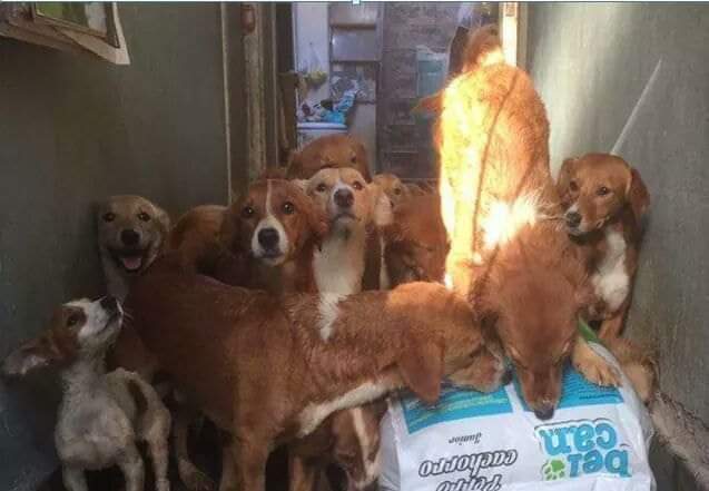 ComoNoAdorarlos's tweet photo. ⚠️50 ‼️PERRITOS EN ADOPCION URGENTE🙏🙏 FALLECIÓ SU DUEÑO AYER  Y SUS FAMILIARES NO SE QUIEREN HACER CARGO💔LOS QUE PUEDAN Y QUIERAN RECIBIR ALGUNO/S COMUNICARSE AL 1526965368 MONTE CASTRO (CAP FED)🆘 Gracias por RT @FernandoPRENSA @lulifernandezok @robertofunesu @matildablanco https://t.co/4jNKS9mwoc