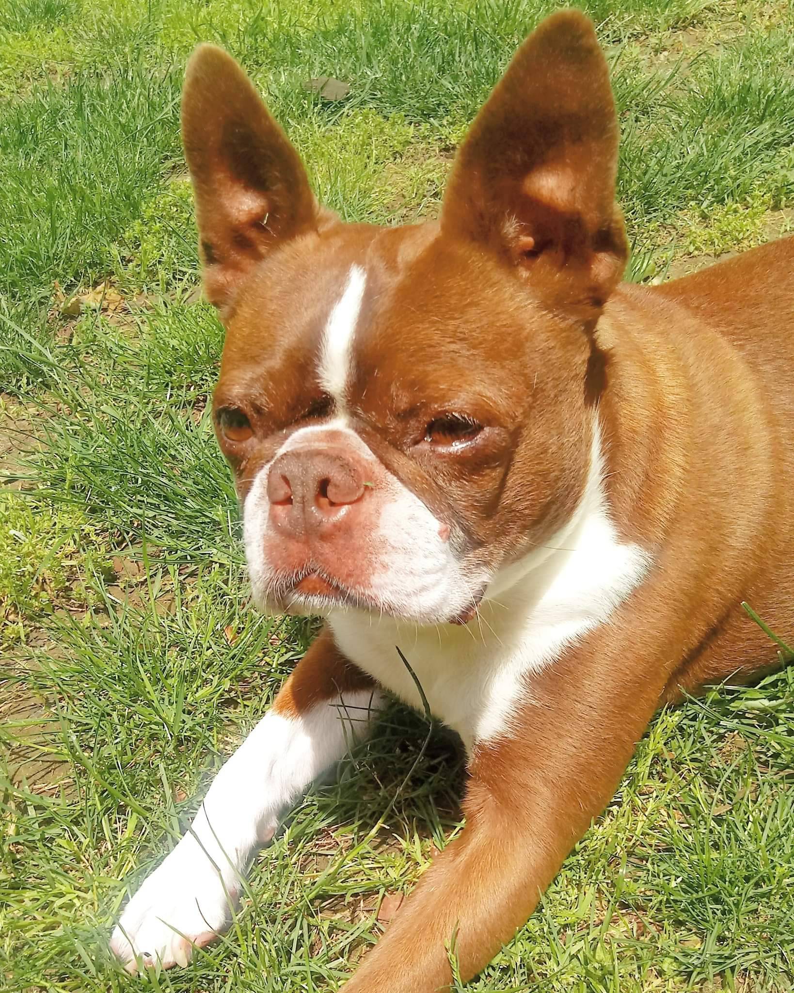 Boston Terrier World on X