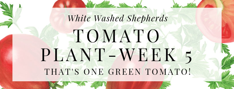 WWShepherds's tweet photo. That's One GREEN Tomato! https://t.co/Czc1t7f6h1 https://t.co/LlrPptPBcp