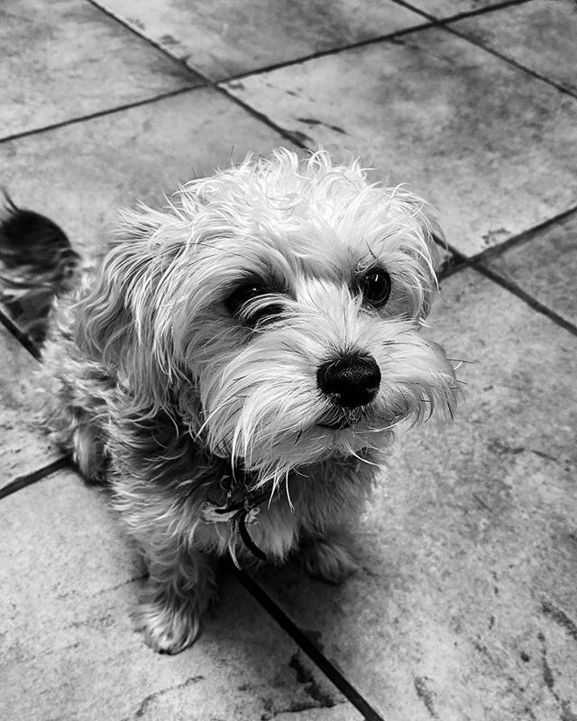 MarvinArcelona's tweet photo. I have been challenged to share my life for one week. No people, no words. Just pictures in black and white. I have to challenge someone new each day. Challenge goes to @tycorc86
Day 3/7
#marcoparc #marcoparcphotography #cellphone #photography #photogs… https://t.co/CGXRT2o8Ow https://t.co/qKL43zJtKX