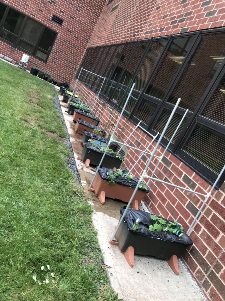 Mary Lucille Ragoza (@lucyragoza) on Twitter photo From seed to garden in just 6 weeks - the miracle of growth! Thank you <a href="/BedminsterPTO/">BedminsterPTO</a> for your support. Now it’s watering and harvesting. If interested in helping over the summer contact <a href="/LucyRagoza/">Mary Lucille Ragoza</a>, @jgiordanobts @SraGriffithBTS, <a href="/CorbySwan/">Corby Swan</a> , @MissNikkiIn5th, <a href="/NJSustainable/">Sustainable Schools</a> From seed to garden in just 6 weeks - the miracle of growth! Thank you <a href="/BedminsterPTO/">BedminsterPTO</a> for your support. Now it’s watering and harvesting. If interested in helping over the summer contact <a href="/LucyRagoza/">Mary Lucille Ragoza</a>, @jgiordanobts @SraGriffithBTS, <a href="/CorbySwan/">Corby Swan</a> , @MissNikkiIn5th, <a href="/NJSustainable/">Sustainable Schools</a>
