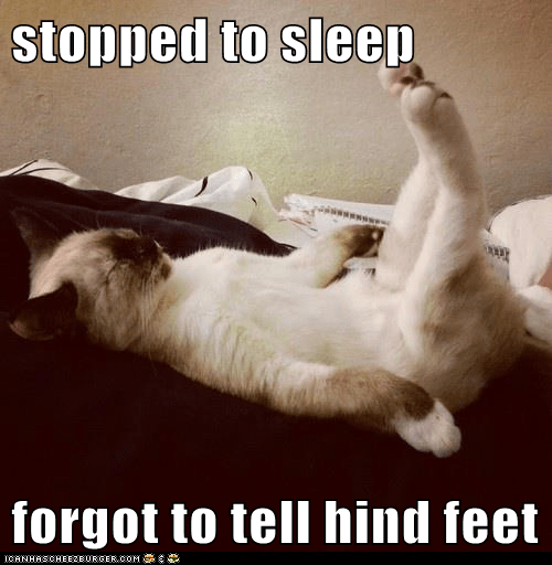 PerthFootAnkle's tweet photo. When you feel so tired, but you feel like you still got a lot to do... you're still supposed to have your exercise on the treadmill but your body is way too tired, so you might end up looking like this little guy...😆😆😂😅😂 https://t.co/ZIOXGOCLUQ