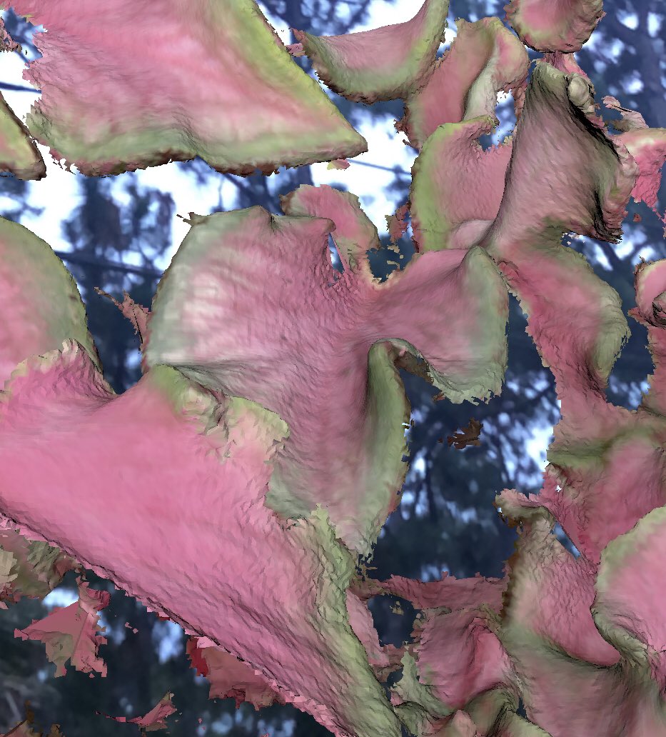 ScandyCo's tweet image. AR nature trail #scandypro #augmentreality #florida #3dscan #nature #digital