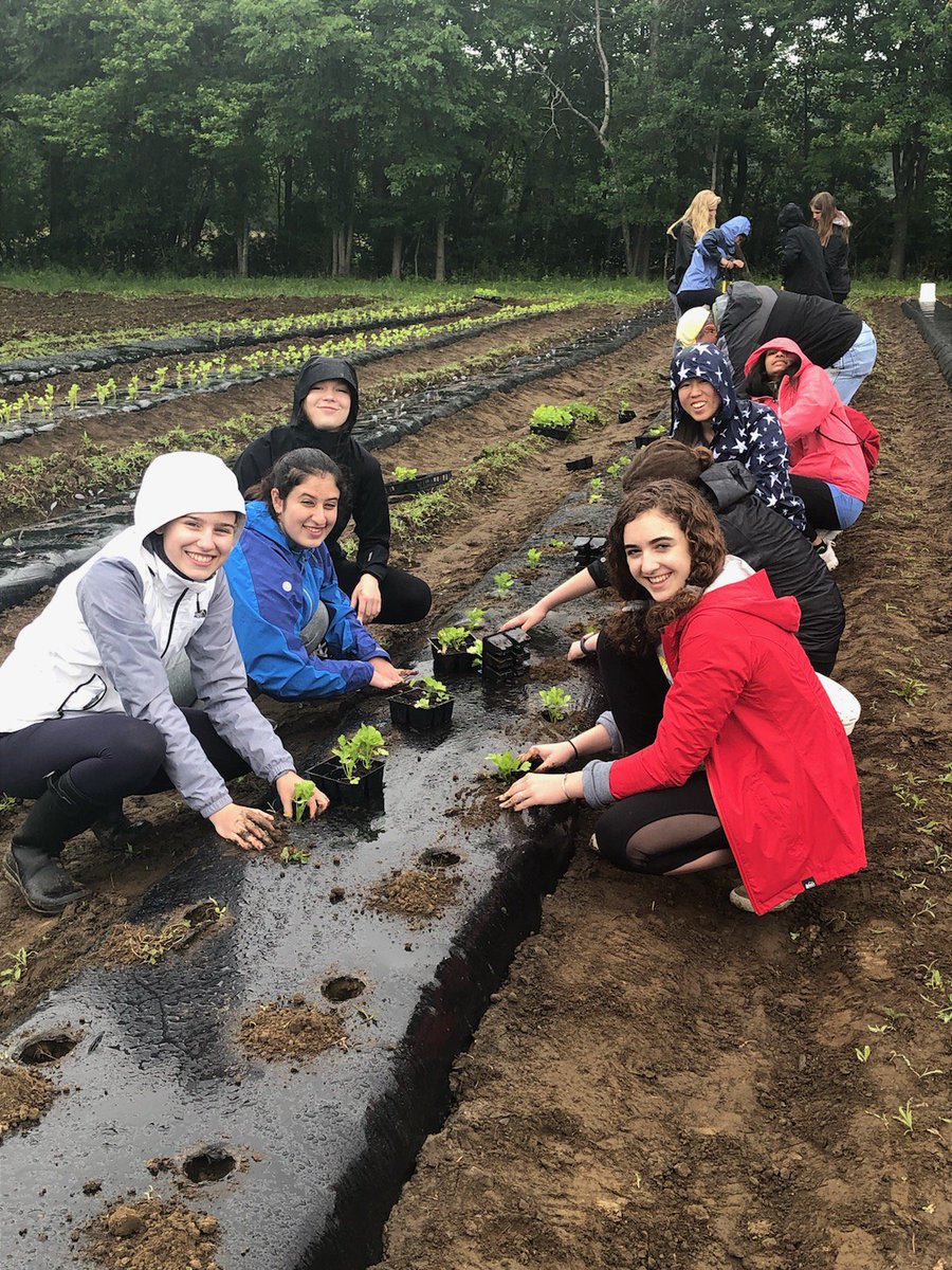 WestonHist's tweet photo. Back home in Massachusetts, Weston High history teachers Mrs. McLoughlin and Mrs. Bairstow took their June Academy students (on a cold, rainy day) to plant over 3000 servings worth of celery seedlings for Community Harvest in Grafton. https://t.co/tdf35pJYgf