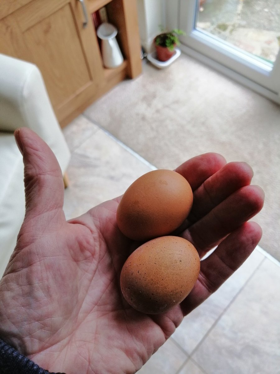 Tah Dah 🎶  Our very first eggs !!! 😃
#floofs #teamfloof #chickens