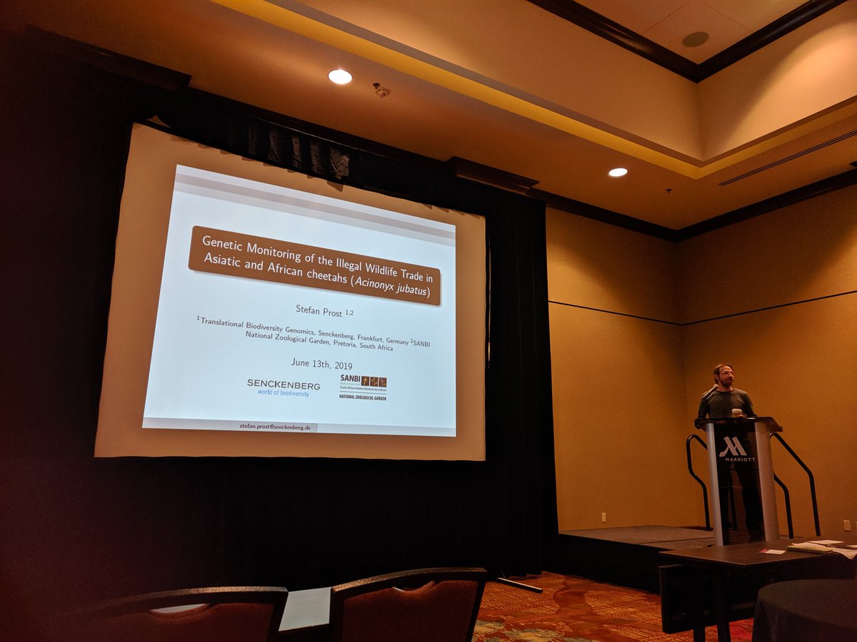 Sherryn_C's tweet photo. Only ~7000 #Cheetah left in the wild, but Stefan Prost and colleagues are using #dna techniques SNP markers and mtDNA for parentage and individualisation tests to monitor legal trade and investigate origin in #IWT #wildlifecrime #SWFS2019 @SWFS3 https://t.co/1TniyhsG99