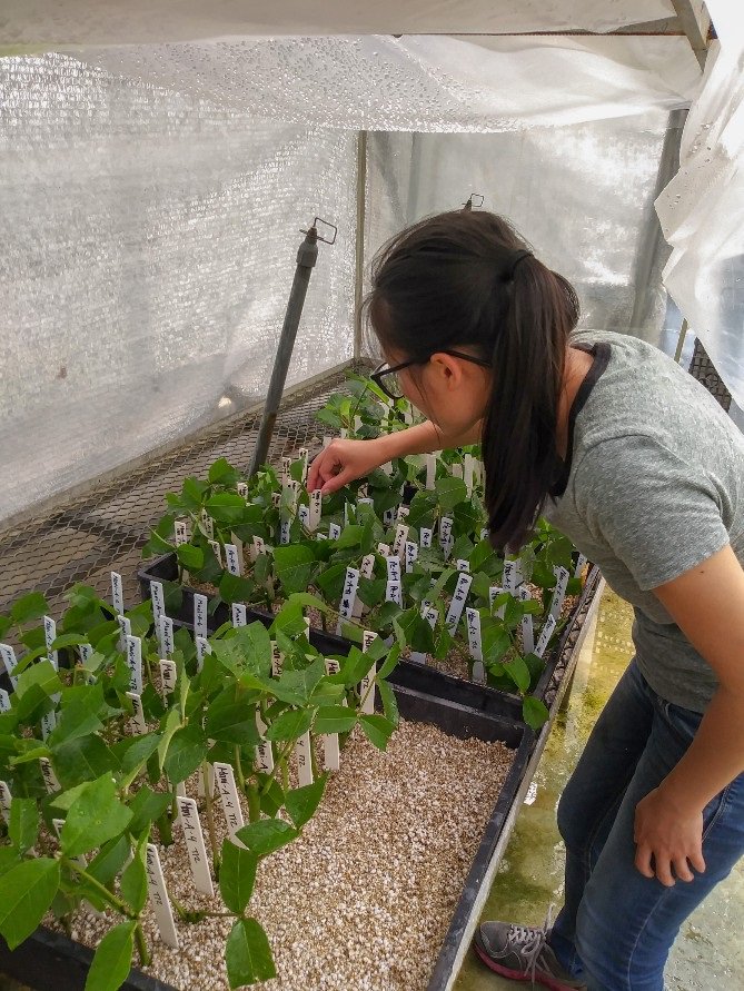 treebreederKoch's tweet photo. Trying different treatments to root lingering ash cuttings, including protocols worked out for European ash by Gerry Douglas @teagascforestry. Wish us luck! @Aletter_ForYou Gavin Nupp, Julia Wolf, @JarredSanchez10 hard at work! #treeresistance #treebreeding #EAB @usfs_nrs https://t.co/O1hrHQxWWB