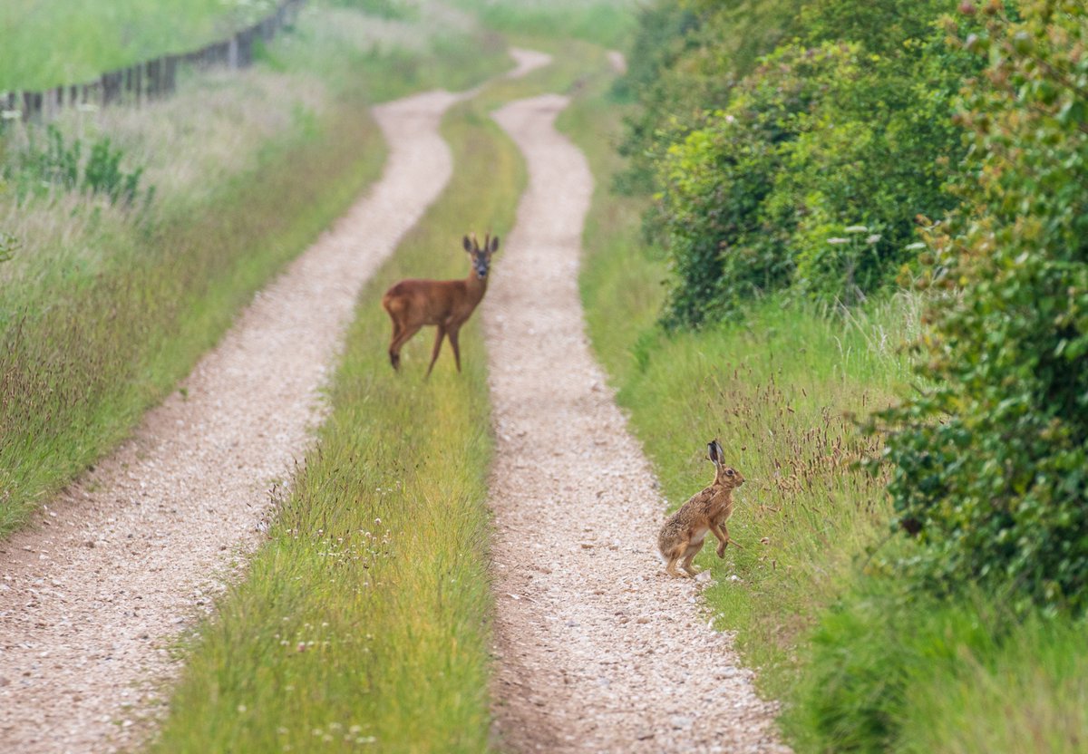 martinjamescook's tweet photo. A hare and a deer #salisbury @SalisburyLife @BBCWiltshire https://t.co/aWqE87xlna