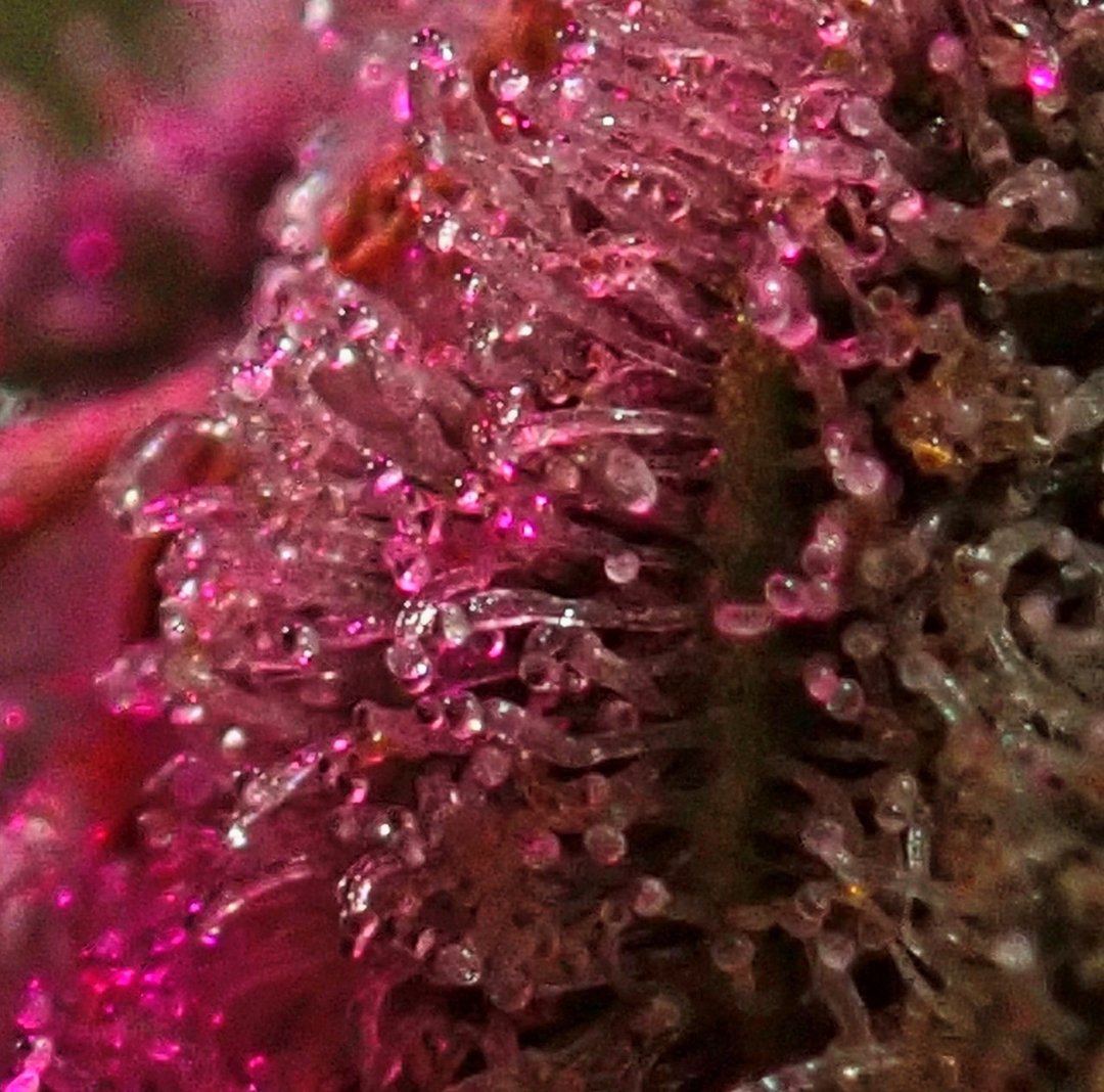 greenfusionled's tweet photo. 🔥👽😋
#cannabis #coloradocannabis #coloradoweed #cannabiscultivation #marijuanagrowers #growlife #grownwithlove #dontpanicitsorganic #hightimes #highaf #highsociety #craftcannabis #weedpics #growmagazine #goodvibes #sativa #trichomes #topshelf #thc #nugmagazine #nugmag https://t.co/3m2NzKG9ID