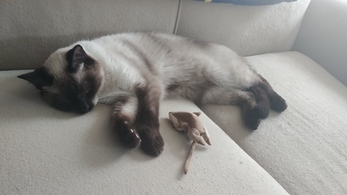 CaPn_bOnEs's tweet photo. welp, it's official... this little buddy now has a forever home π say hello to "Wonder"... chilled, laid back and friendly, lol i swear our paths were meant to cross... keep catching up on dem ZZzz's, plenty of time to play when you're finally adjusted π #SaveAKitty #HappyKitty https://t.co/y4VQ8cLEyu