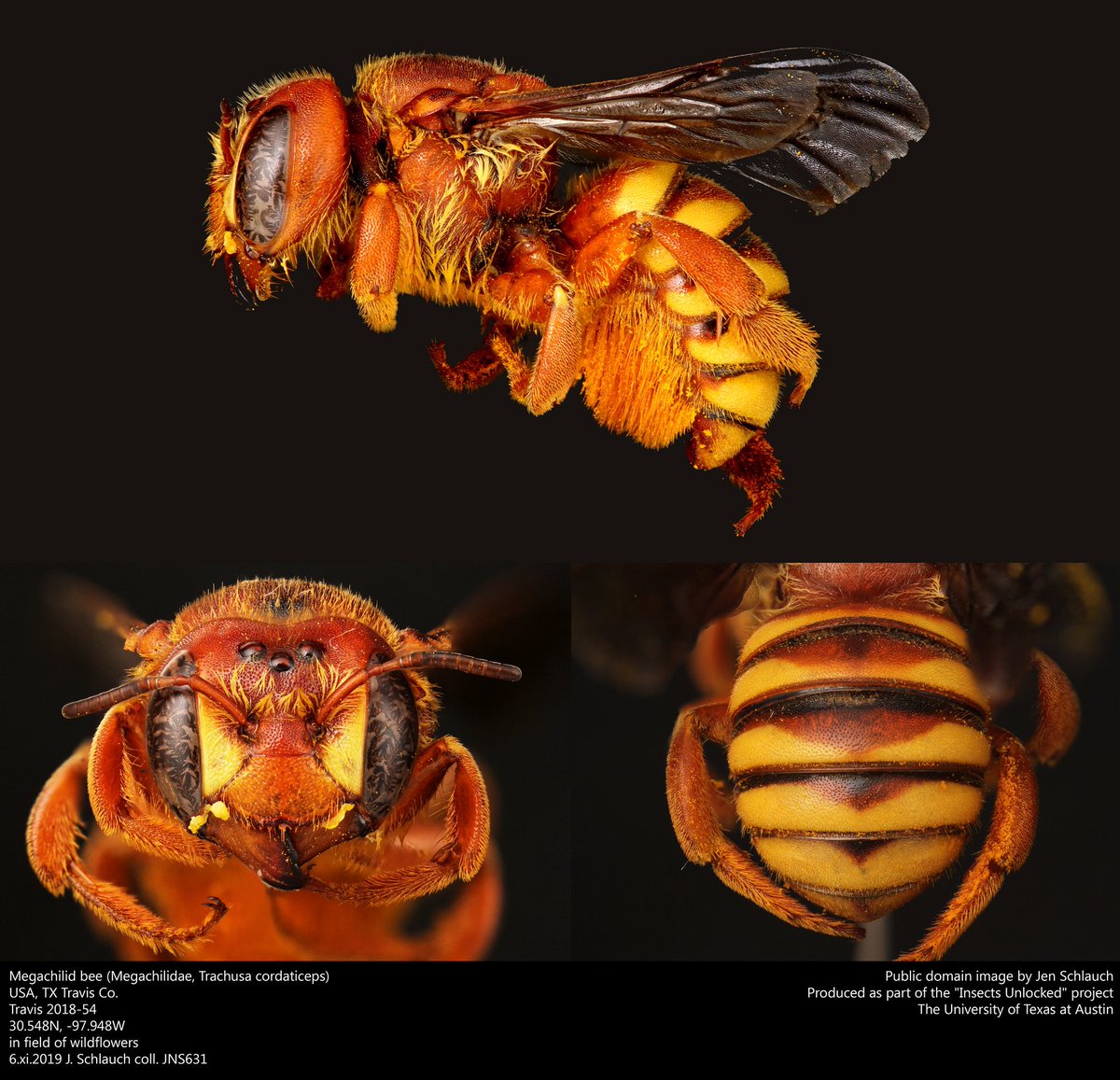 A montage of new public domain images of a leafcutter bee, Trachusa cordaticeps, created by @SchlauchJen.