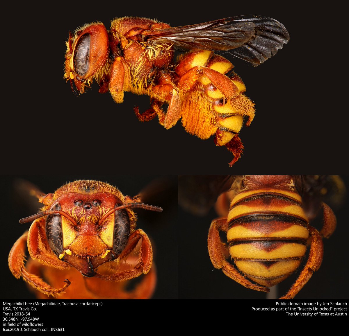 Insects Unlocked (@insectsunlocked) on Twitter photo A montage of new public domain images of a leafcutter bee, Trachusa cordaticeps, created by <a href="/SchlauchJen/">jenthebird</a>. A montage of new public domain images of a leafcutter bee, Trachusa cordaticeps, created by <a href="/SchlauchJen/">jenthebird</a>.