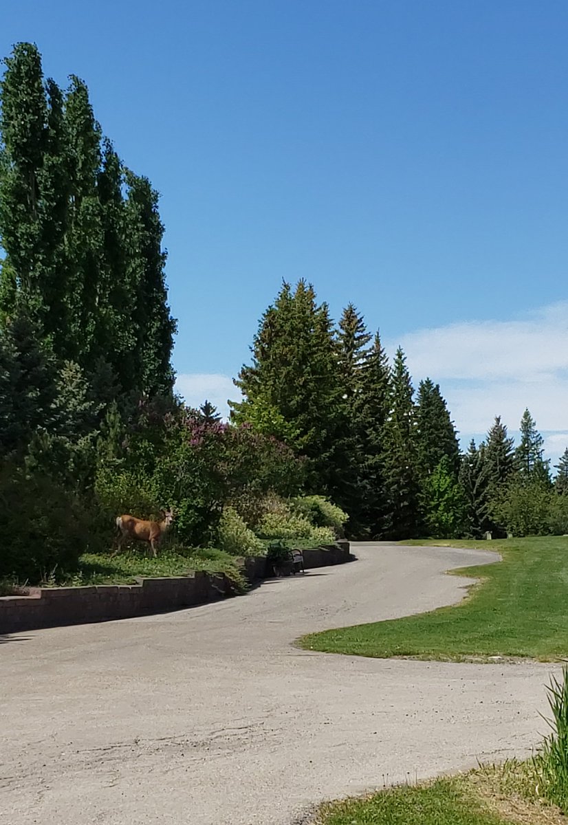 OldsCollege's tweet image. Today's diners say our gardens are delicious!
Yours can be too after you attend #HortWeek this July! Pick your workshops here: oldscollege.ca/about/events-d…

#garden #cannabis #trees #bees #explorealberta #OldsCollege