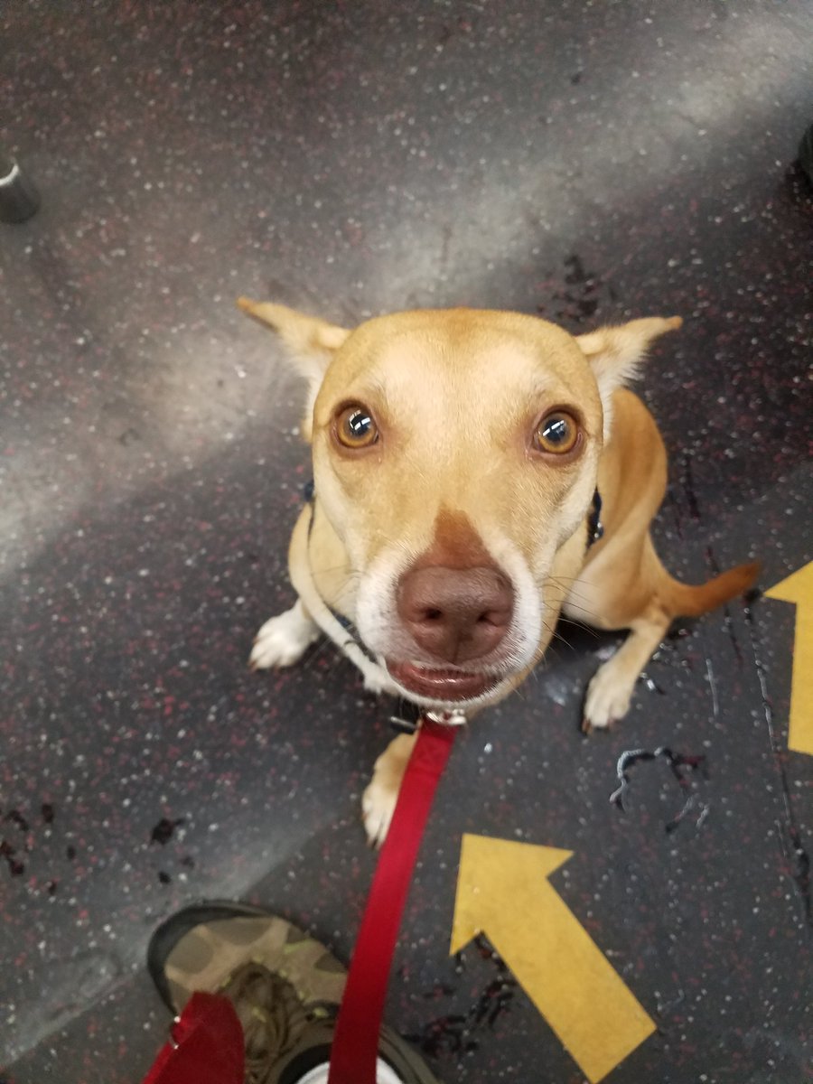 hello! i am subway dog here to improve your commute. please follow all mta rules by giving me any treats or pets you may have about your person. have a great day!