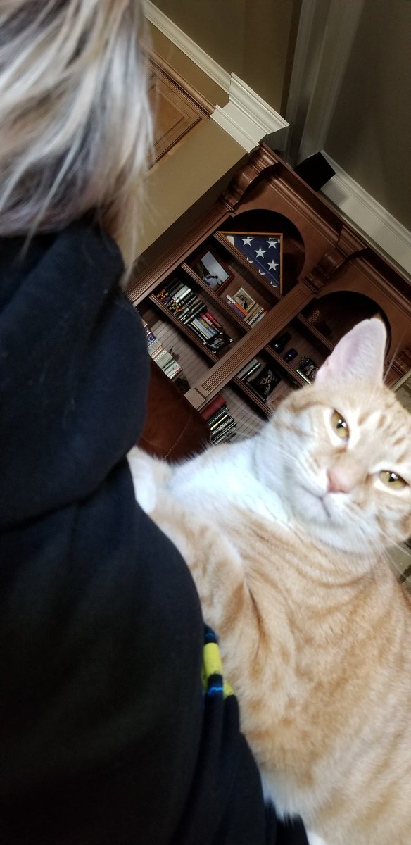ShinoTheCat1's tweet photo. I am the King of the world holding her down so she stays. #stay #nomoving #kingkitty #catsoftwitter #followmeillfollowyouback #cutecat #rescue #catpics #cat https://t.co/jxjpWIjrhP
