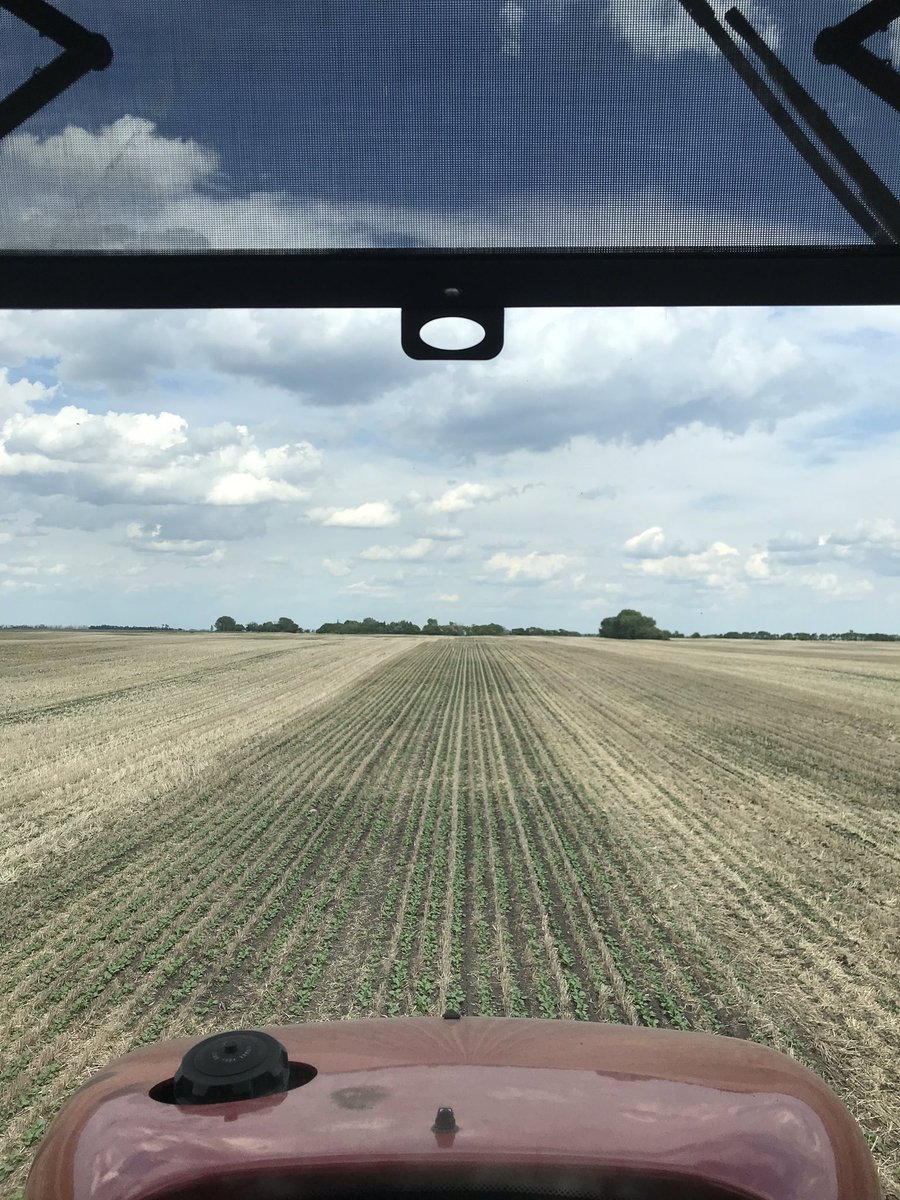 _Halloranm's tweet image. Same field, same variety 2017 and 2019.   @Bayer4CropsCA @BASF #233p