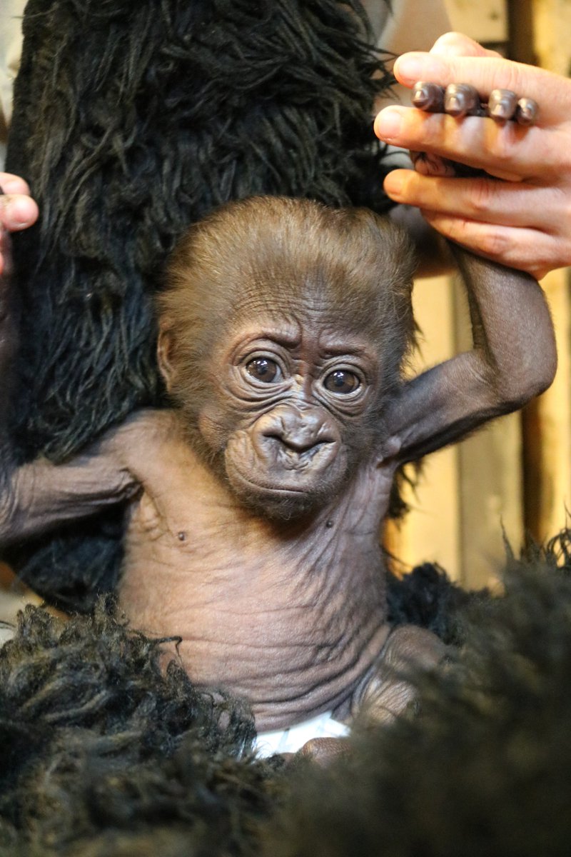OmahaZoo's tweet photo. Bambio’s little one is cutting teeth—four of them! She’s gained 2.5 pounds since birth. Her starting weight was 3.8 pounds and now, she tips the scale at 6.3 pounds. https://t.co/oflB3NAwhM