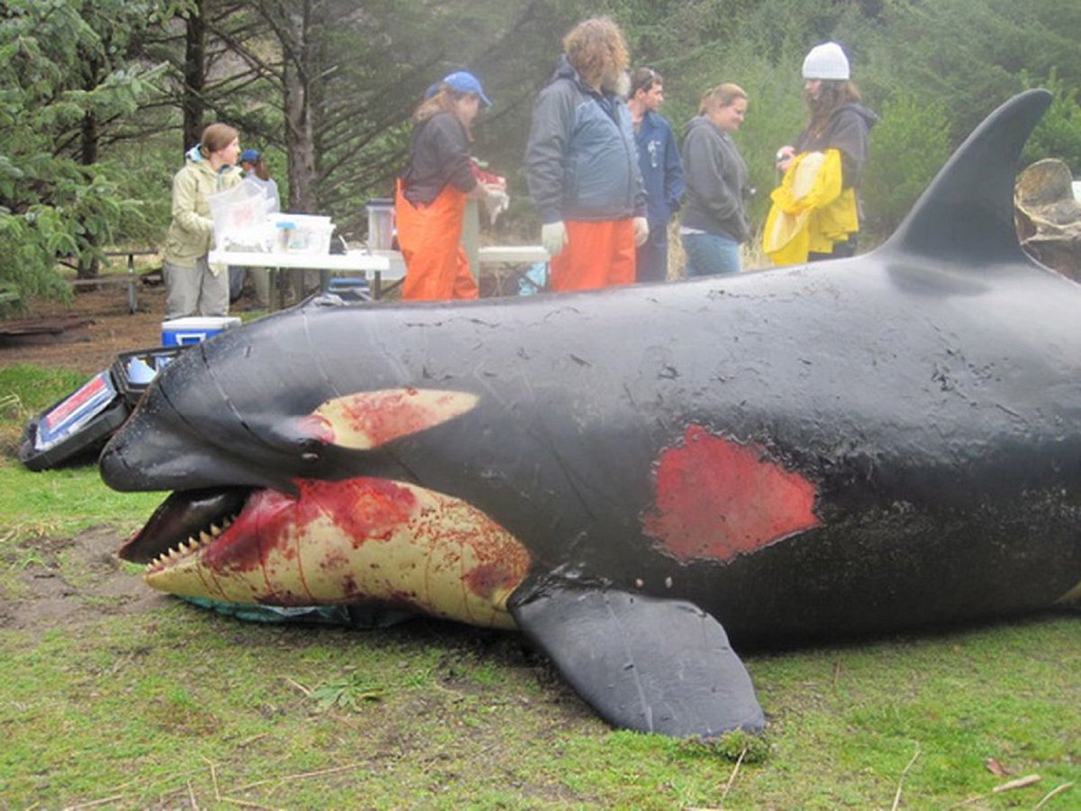 Quad_Finn's tweet photo. Remembering 3 year old Sooke (L112), killed during Naval exercises in 2012: “L112 has injuries that are more consistent with an explosion; they were instantaneous and massive and lethal right away. So I believe in this case it’s a bomb blast rather than sonar.” -Ken Balcomb https://t.co/lKpDNAXyfT
