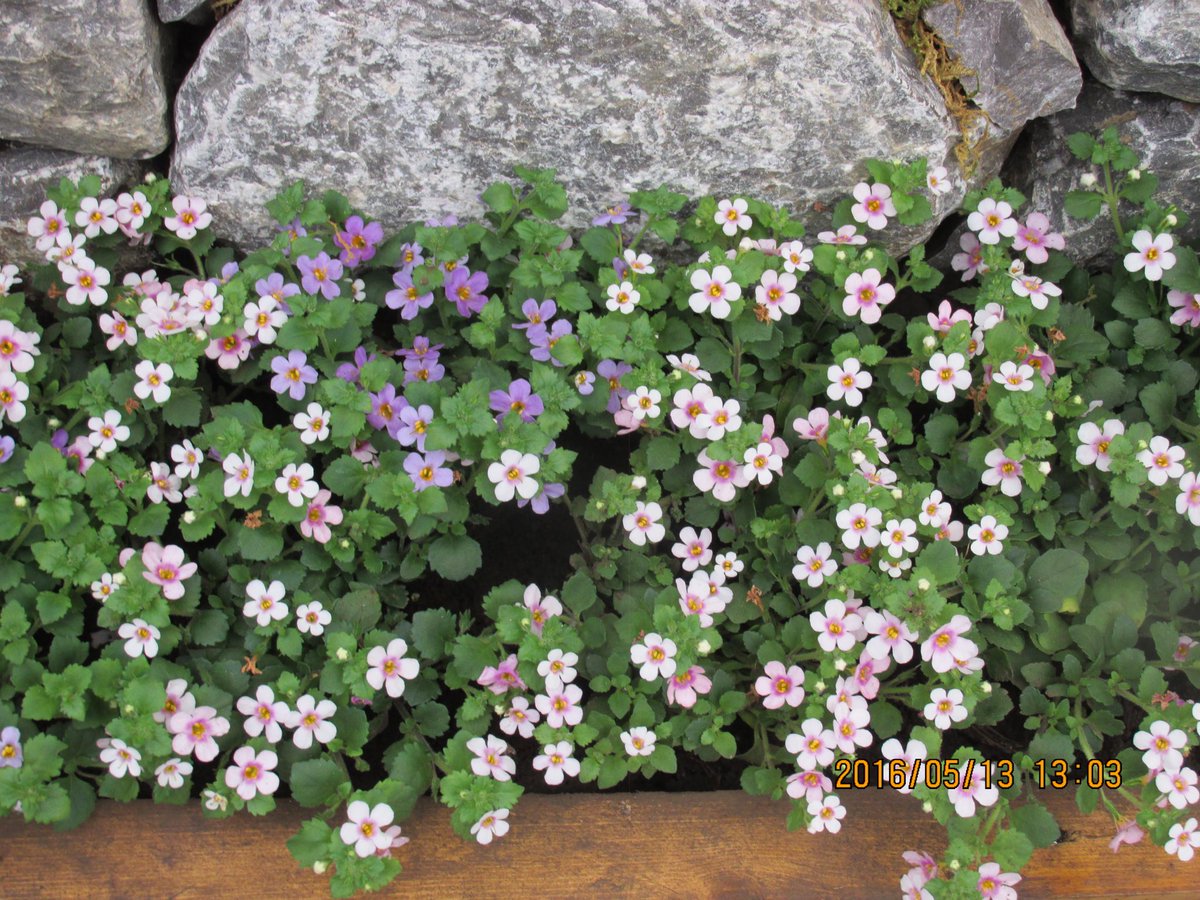すべての花の画像 エレガントバコパ 花言葉