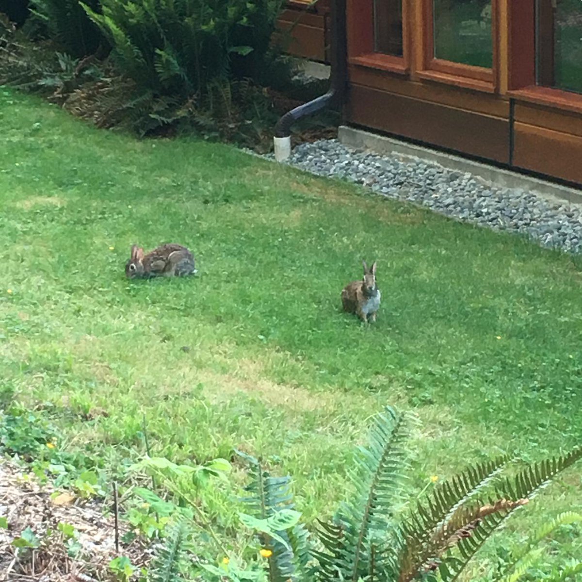 Tried to enjoy a nice, quiet lunch with a friend at the University Club, but the paparazzi would not leave us alone. #dhsi19 #bunniesgonnabun