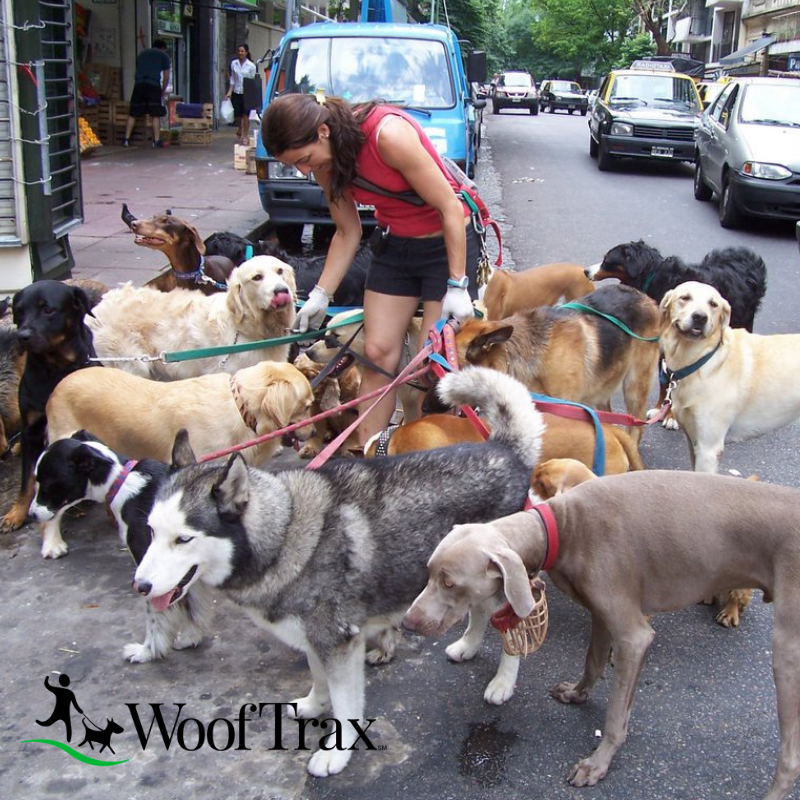 WoofTrax's tweet photo. We're not saying you HAVE to be this ambitious but if you want to be, we certainly won't stop you. #wooftrax #walkforadog #giveback #beamitious #goals #lotsofdogs #furryfriends https://t.co/Z0Xo8yLO8Q