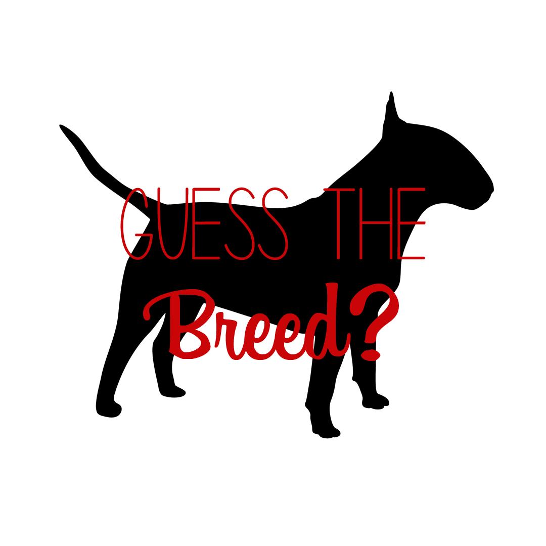 CdnDogs tweet picture