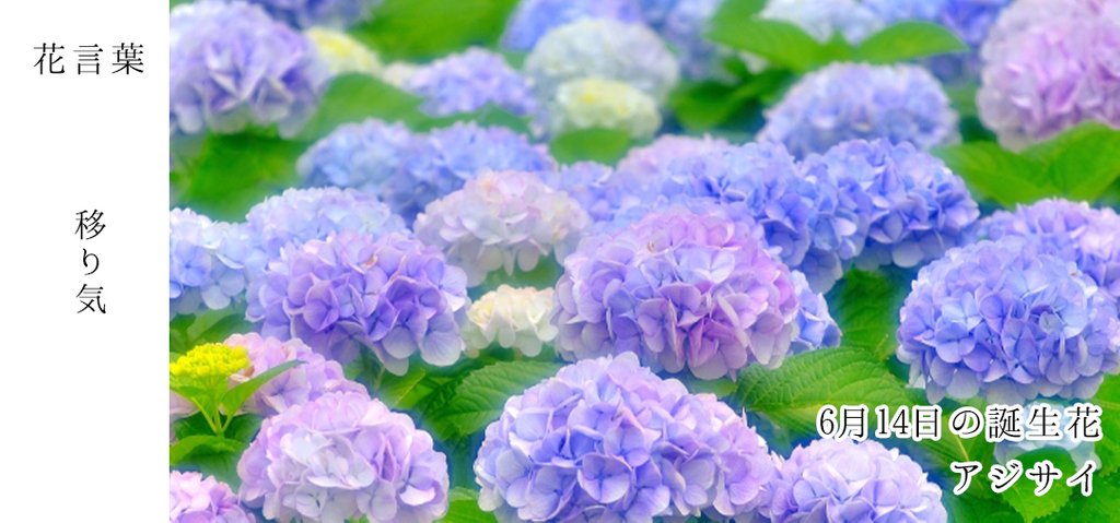 花キューピット I879 Com 公式 En Twitter 6月14日の誕生花 アジサイ お誕生日の方 おめでとうございます 花言葉 は 移り気 6月の梅雨空が似合う花で 万葉集にも出てくる日本古来の花 あなたはこんな人 割り切った考えで現在と未来をシビアに見て