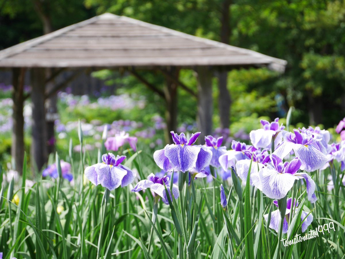 染谷花しょうぶ園