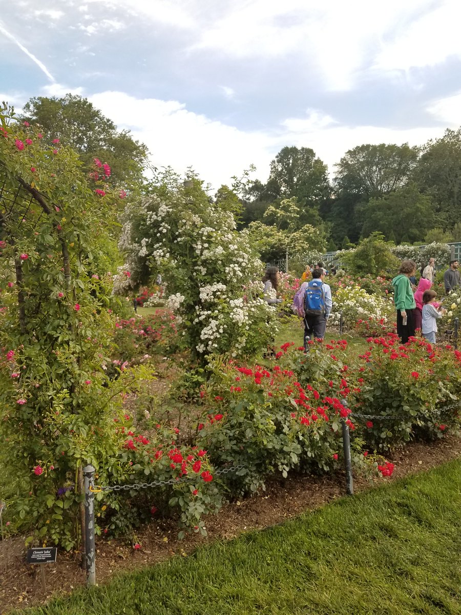 bcbnyc1's tweet photo. Last night was #RoseNight at @BrooklynBotanic
Paradise on earth. https://t.co/JcSy8dchg1