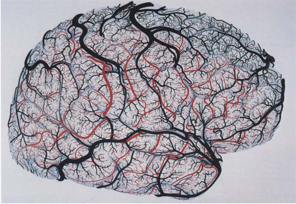 NeuWriteSD's tweet photo. BrainEx: Restoring Brain Circulation After Death https://t.co/3zhQ4P6YdD https://t.co/UQxo8s8400