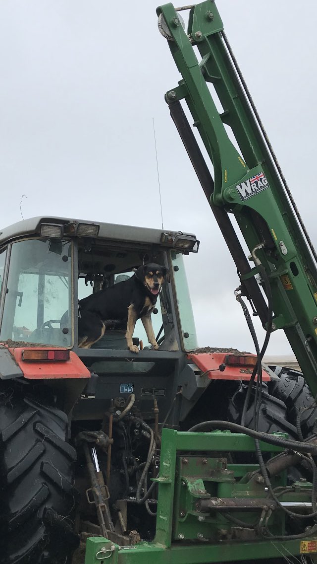 justin_westside's tweet image. #huntaway has the right idea #winter #wrag #Falklands