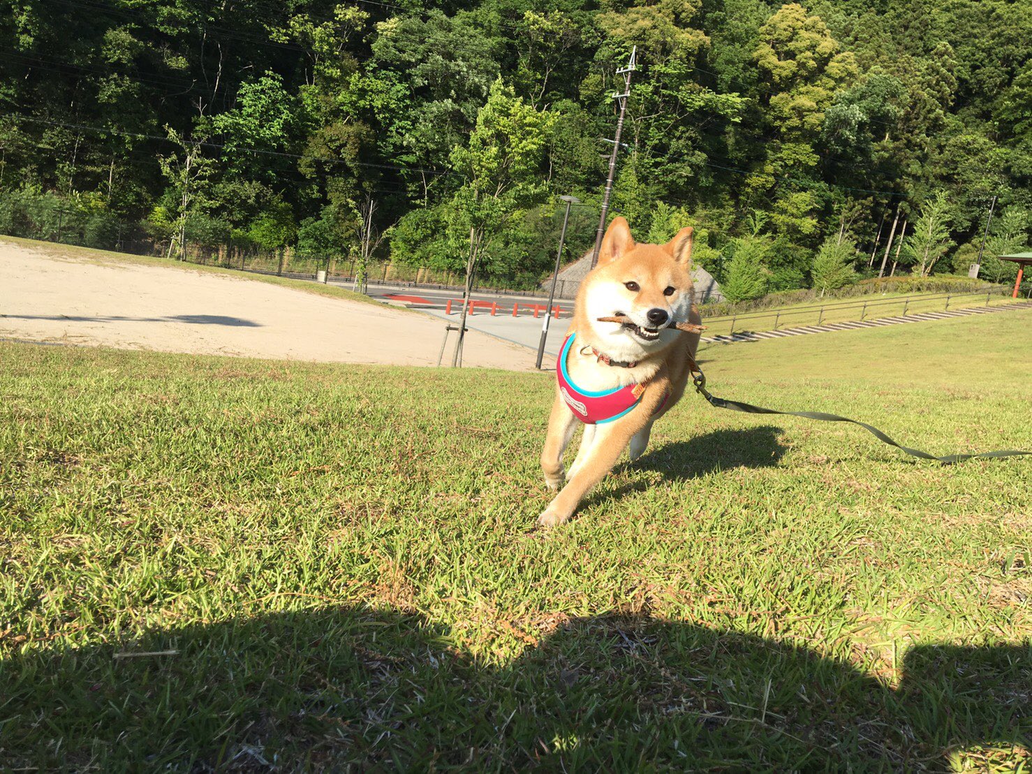 柴犬の梅ちゃん Ume04 Shibainu Twitter