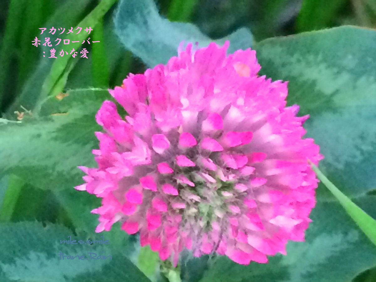 Miles スマイル 事情により休止 على تويتر あさのいろ おはよう アカツメクサ 赤詰草 豊かな愛情 別名 赤クローバー マメ科シャジクソウ属 紫色の花をつけるツメクサ 一般にクローバーと呼ばれる 花期 ５ ９月 多年草 オランダからガラス器輸入の際 この草を