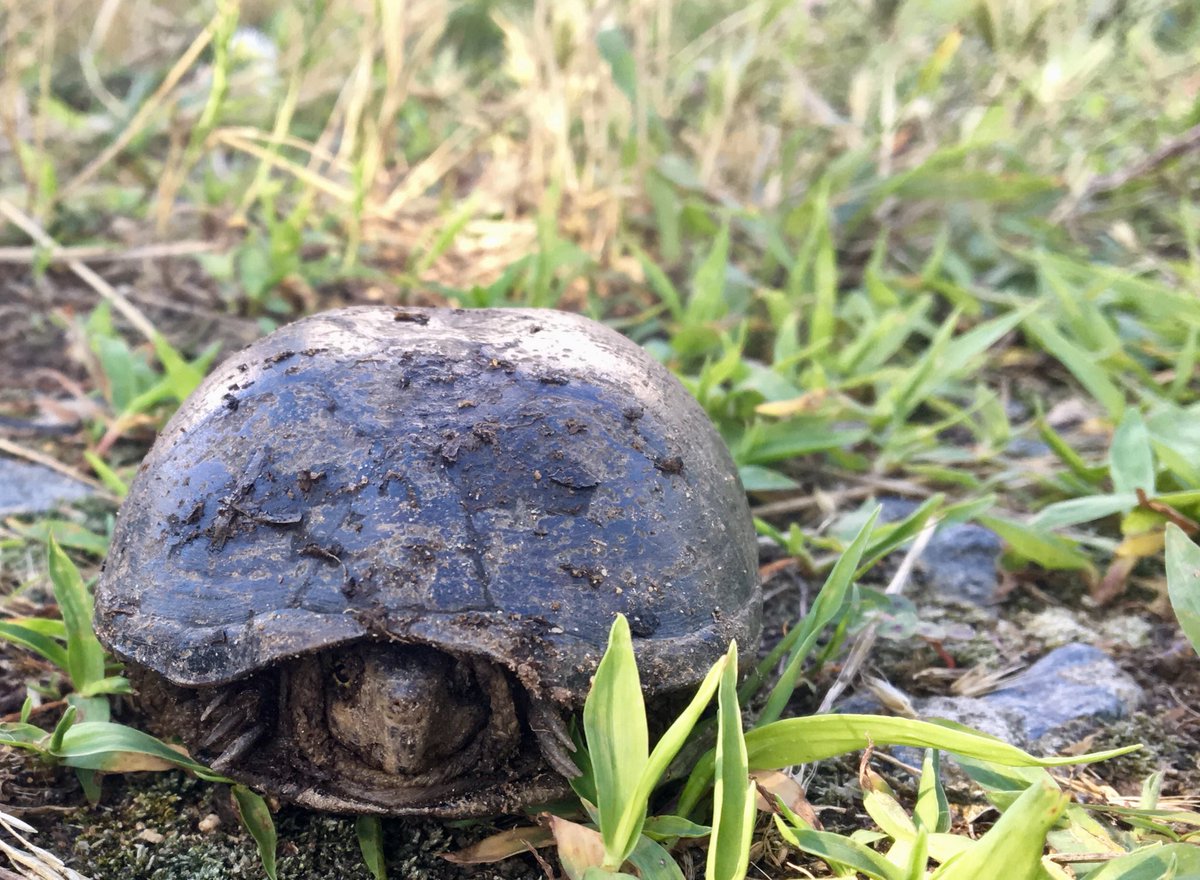 rachelakatz's tweet photo. Amazing biological staff at #PotomacRiverNWRComplex identified priority survey & research needs to inform management that restores habitat for a range of critters! Next steps: structured decision making & data collection! #IMPWorkshop #mentalmodel #IMRefuges @USFWSRefuges https://t.co/xwitzcQEyo