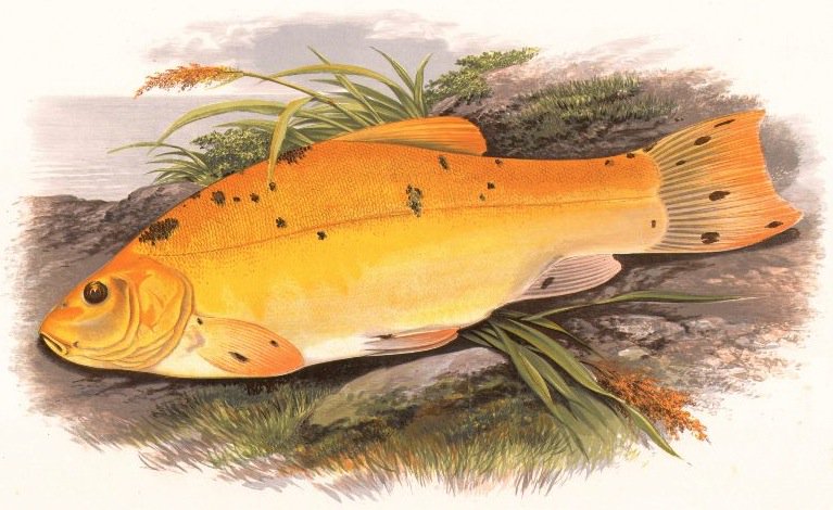 Паустовский золотой линь раскраска. Золотой линь паустовский читательский. Золотой линь паустовский читательский. Золотой линь паустовский презентация. Золотой линь паустовский.