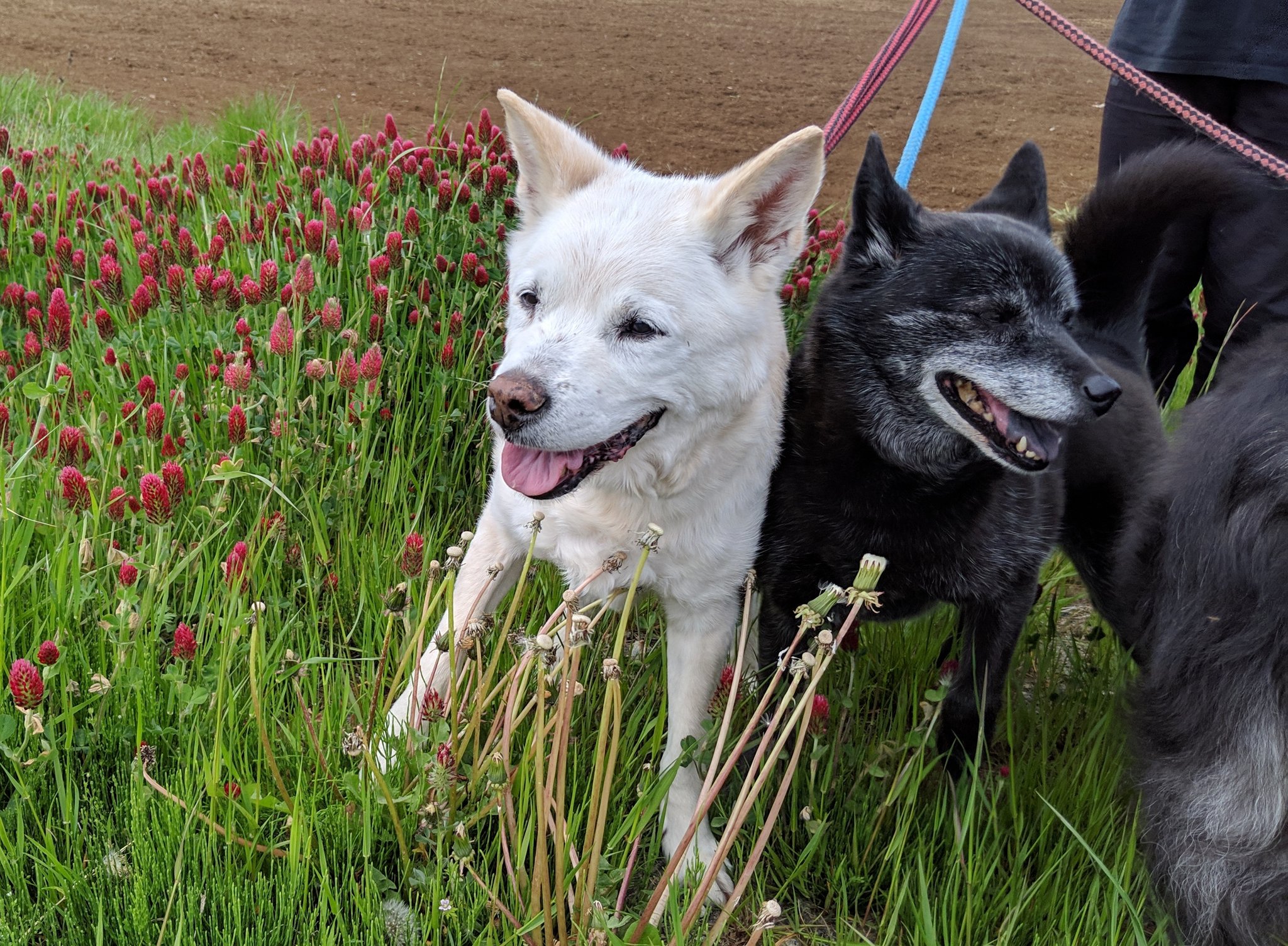 もも うちの先住犬の甲斐犬は18歳寸前まで生きたけど よく言われる犬 の年齢を人の年齢に換算するのは個体差が大きく難しいと思っています うちのじんももうすぐ14歳だけど老犬ぽくないので老犬倶楽部入りはまだかなと思っています Twitter