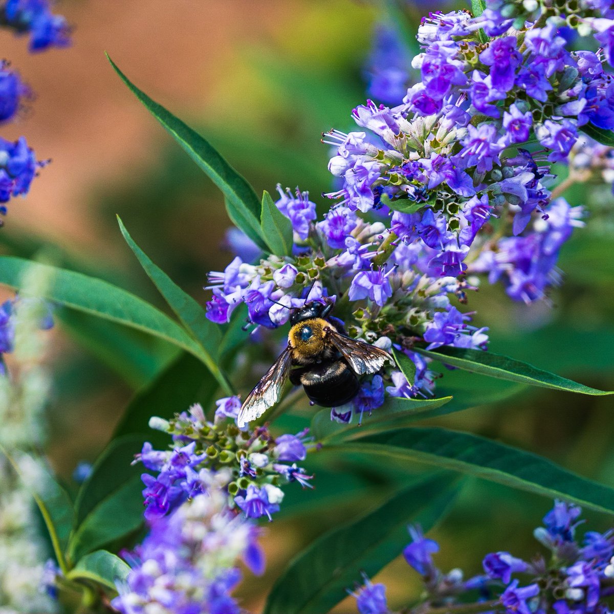 Nature's hardest workers. #fujifilm #mirrorless #mirrorlesscamera #adobelightroom #lightroom #photographer #streetphotography #streetphoto #xt100 #fuji #atlanta #atl #atlantaphotographer #scenery #fujicamera #streetphotography #nature #bees #honeybee #flowers #landscape