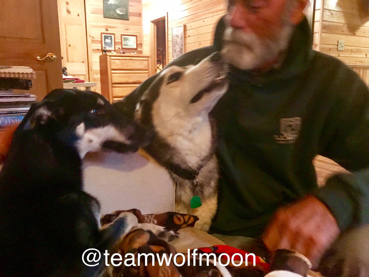 TeamWolfMoon's tweet image. My Dad is visiting from Georgia for at least part of the Summer, along with his dog, Spock. Spock and Upsy are surprisingly good friends! #dadblog
