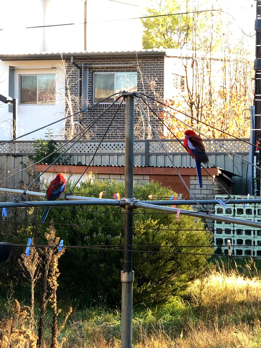 CaitAdcock's tweet photo. An Australian scene if ever I saw one - a couple of very cute Crimson Rosellas (Platycerus elegans) on our Hills Hoist on a frosty #Canberra morning #Australia https://t.co/1D6hYSQqAp