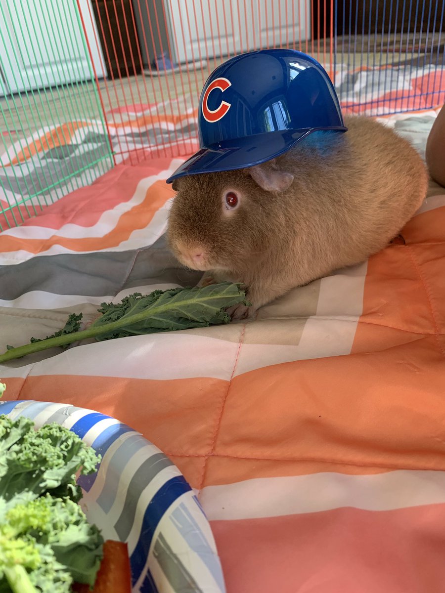 The Todd, sporting the <a href="/Cubs/">Chicago Cubs</a> mini helmet (courtesy of Ella). <a href="/EmilyRoseHike/">Emily Hike</a>