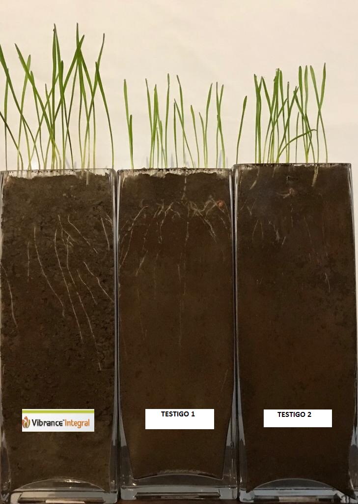 jrosas75's tweet photo. Efecto #rootingpower en trigo de #vibranceintegral, Seedcare #syngenta de nivel superior. Chile zona sur https://t.co/pjJGcChbqU