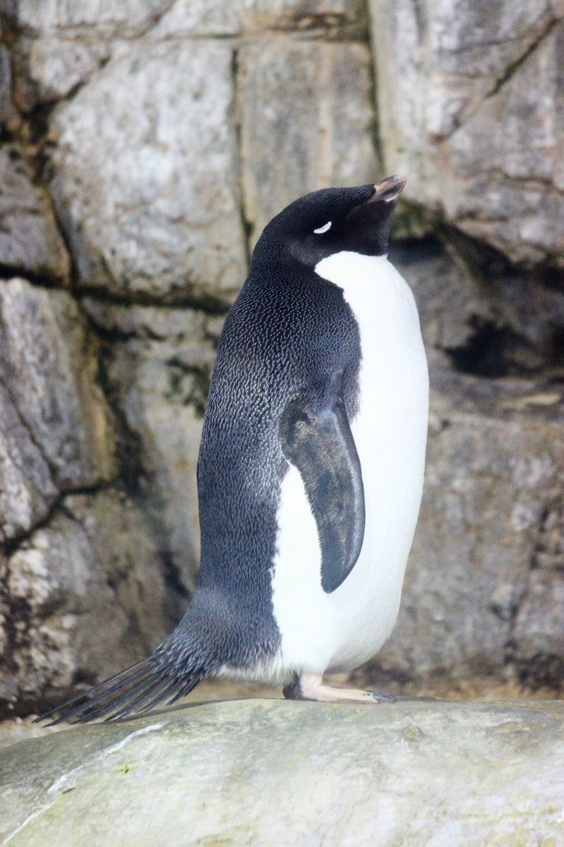 ট ইট র ペンギンブック Penguinbook 上向いたまま寝るの 可愛くない 寝起きの顔 さらに可愛くない アデリーペンギン ট ইট র ペンギンブック Penguinbook 上向いたまま寝るの 可愛くない 寝起きの顔 さらに可愛くない アデリーペンギン
