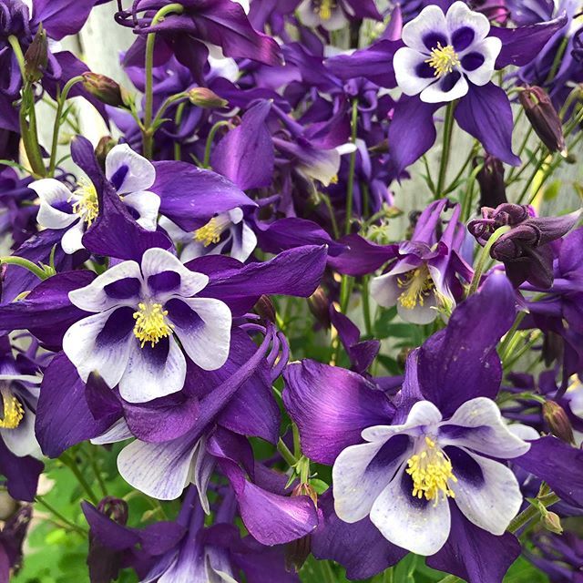 Momzageek's tweet photo. My columbines are having an amazing year #colorado #stateflower #columbine #mysisteristhephotographer https://t.co/qlhsOwkgXf https://t.co/LXjoqc0GFt