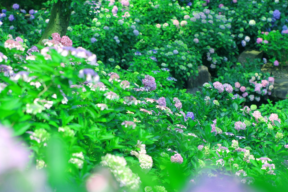 長居植物園 園内の アジサイ 園 の様子の報告です とってもきれいに咲いています これから1週間程度ベストな状態が続きそうです 今月30日まで 紫陽花ウィーク 開催中です なんと 雨の日は入園料が150円になります 雨の日はおトクにアジサイを 長居植物園 園内の アジサイ 園 の様子の報告です とってもきれいに咲いています これから1週間程度ベストな状態が続きそうです 今月30日まで 紫陽花ウィーク 開催中です なんと 雨の日は入園料が150円になります 雨の日はおトクにアジサイを