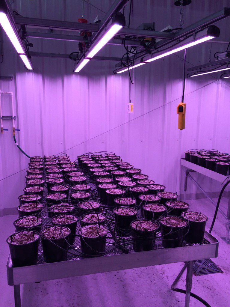 DHGillis's tweet photo. Grand opening of @DLseeds new growth rooms today before a few of us head off to #IRCConf2019 first thing tomorrow. #berlin #canola https://t.co/BhlbBaI0DC